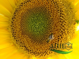 Пчела за сбором подсолнечникого нектара